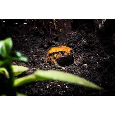 Sapo tomate - Dyscophus Guineti (Medianos)